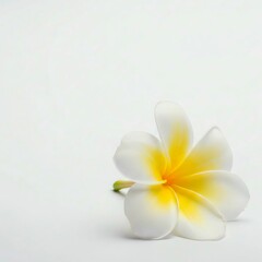 Fototapeta premium Single white plumeria flower with yellow center on clean light background. 