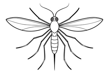 High-quality vector illustration of a mosquito in detailed line art style. This black and white insect outline is perfect for educational materials, biology textbooks, scientific posters, and healthca