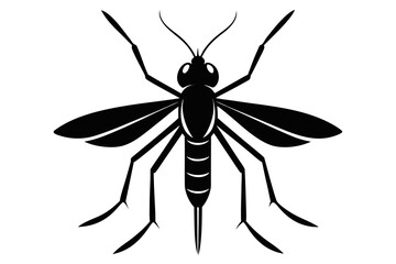 High-quality vector illustration of a mosquito in detailed line art style. This black and white insect outline is perfect for educational materials, biology textbooks, scientific posters, and healthca