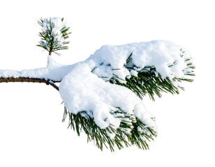 A single green tree branch covered in fresh snow detailed needles partially visible