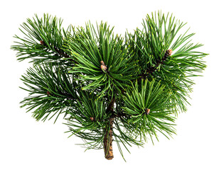 Christmas tree branch with cones