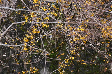 黄色い実をつけた植物