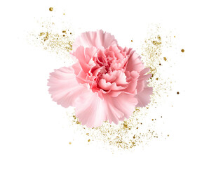 pink carnation flower isolated
