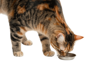 A Captivating Cat Engaging in Mealtime, Showcasing Colorful Fur and Playful Nature While Curiously Investigating Its Food Bowl, png, isolated on transparent background