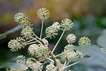 ヤツデの青い実