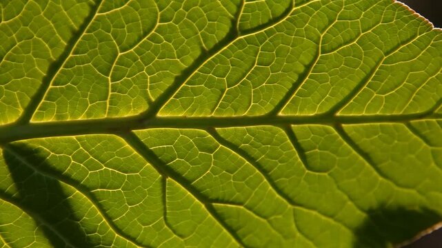Closeup leaf texture green leaf vein plant macro pattern foliage background natural organic detail sunlight backlight abstract design eco botanical surface fresh greenery backdrop shadow cell