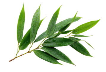 A Close-Up View of a Vibrant Bamboo Leaf Branch with Raindrops, Showcasing the Natural Beauty and Texture of Fresh Green Foliage , png, isolated on transparent background