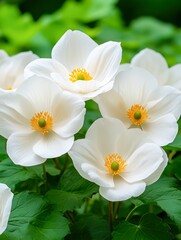 Obraz premium Delicate white flowers with golden centers bloom amidst lush green leaves, creating a serene and inviting atmosphere, Ideal for nature-themed projects, floral arrangements, or wellness content,