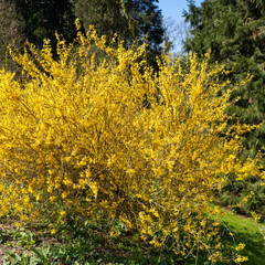 Bl&uuml;hende Forsythien