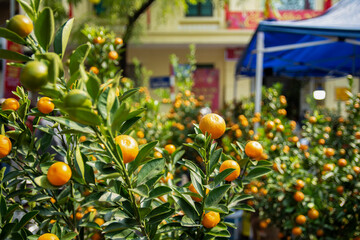 Focus on Quat Trees In A Bright Urban Market Scene With Fresh Fruits In Sunlit Leaves