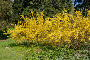 Bl&uuml;hende Forsythien
