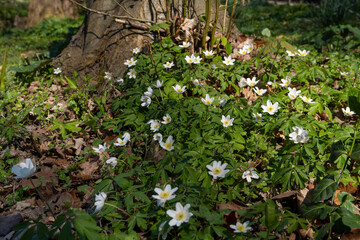Buschwindr&ouml;schen (Anemone nemorosa) vor einem Baumstamm
