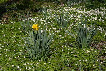 Einzelne Narzisse auf einer Wiese mit Buschwindr&ouml;schen (Anemone nemorosa)