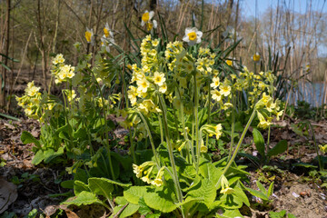 Hohe Schl&uuml;sslblume (Primula elatior)