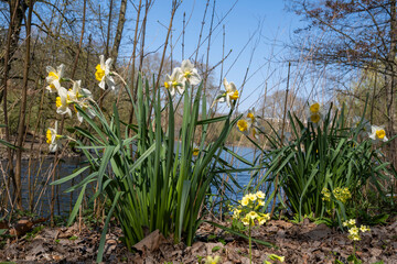 Gelb-wei&szlig;e Narzissen (Narcissus) und Hohe Schl&uuml;sslblumen (Primula elatior) an einem Weiher