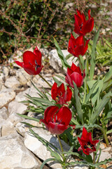 W&uuml;sten-Tulpe (Tulipa systola)