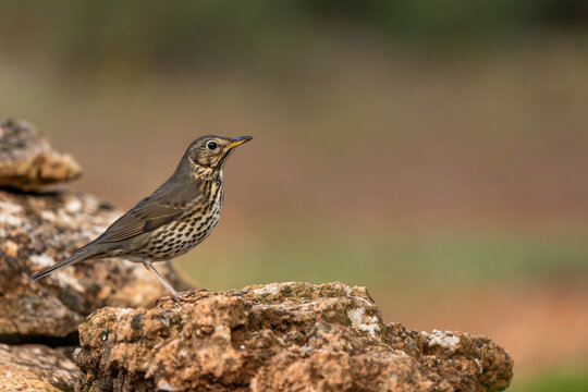 Song thrush (Turdus philomelos) in a mediterranean forest, Spain - stock photo
