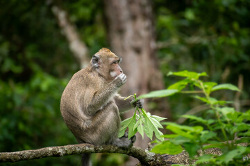 Indonesian crab-eating macaque perched on a log, highlighting a well-known primate species of Southeast Asian wildlife.