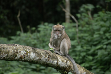 Long-tailed macaque photographed on a log, a crab-eating monkey species native to Indonesia&rsquo;s tropical habitats.