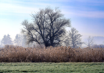 Winter scenic with a lonely tree