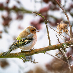 Male cahffinch bird sitting on the branch of a tree
