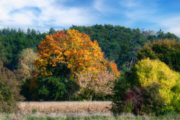 Autumn scenic with colorful leaves