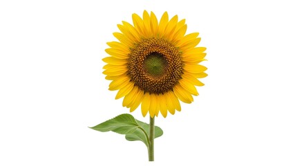 Obraz premium Radiant Golden Sunflower Bloom on a Crisp White Studio Background