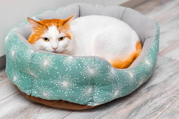 a domestic cat is lying in a bed. a cat with a red head. soft cat bed. cute cat in a bed. 