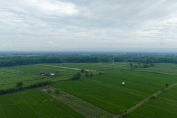 Fototapeta premium Aerial view of green agricultural fields and fertile soil plots bordered by tropical trees in a rural landscape. Scenic farming area in Indonesia.