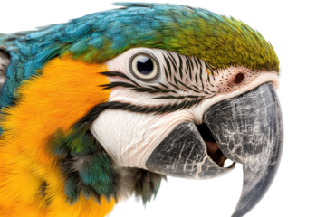 A Stunning Close-Up of a Colorful Parrot Showcasing Its Brilliant Plumage and Unique Features, png, isolated on transparent background