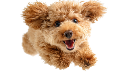 A Joyful Poodle in Mid-Air Capturing Pure Happiness with Its Fluffy Fur and Bright Eyes as It Plays Enthusiastically., png, isolated on transparent background