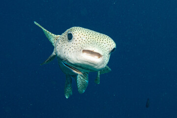 Igelfische (Diodontidae) an der Putzerstation