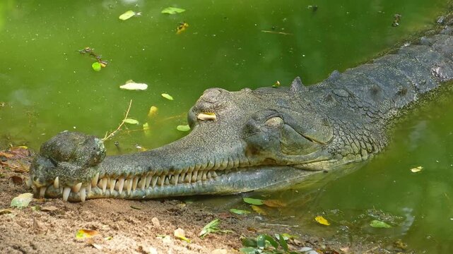 The gharial (Gavialis gangeticus), also known as the gavial or the fish-eating crocodile, Living At The Madras Crocodile Bank Trust and Centre for Herpetology, ECR Chennai, Tamilnadu, South India.
