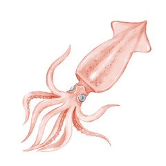 Isolated Hand-drawn Raw Squid Seafood Illustration