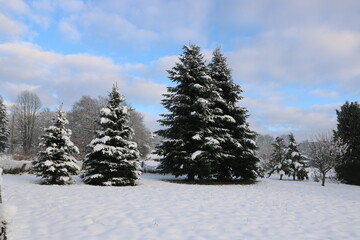 Tannenb&auml;ume im Schnee