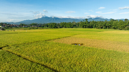Lush green rice fields with distant mountains
