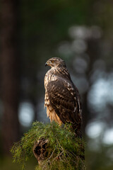Eurasian goshawk (Accipiter gentilis) hunting in a mediterranean forest, Spain - stock photo