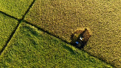 Workers harvesting rice in golden field view
