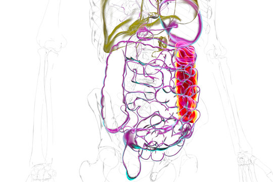 Human digestive system with highlighted descending colon, 3D illustration