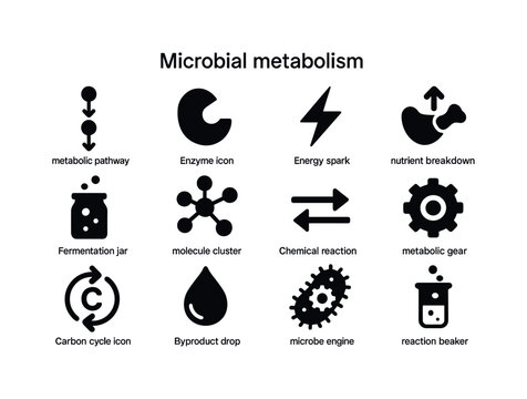 Microbial Metabolism Icons. Microbial metabolism. Solid icon set