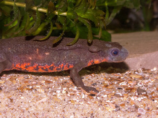 Closeup on a male Japanese fire-bellied newt, Cynops pyrrhogaster