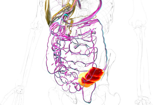 Human digestive system with highlighted sigmoid colon, 3D illustration