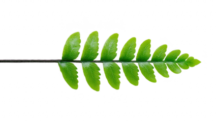 Green fern leaf, isolated on transparent background, showing natural texture and vibrant color, perfect for botanical, nature, or eco themed designs, evoking freshness and tranquility