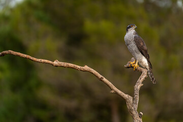 Fototapeta premium Adult Northern Goshawk (Accipiter gentilis) in Spanish forest - 4K stock photo