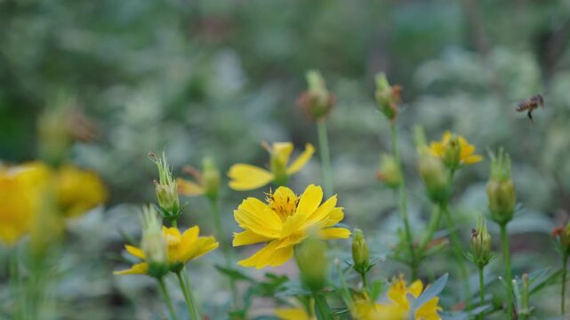 Close-up honey bee collecting nectar on bright yellow wildflower in natural garden, soft green bokeh background, pollination concept, spring nature scene, ecology, biodiversity, environmental protecti