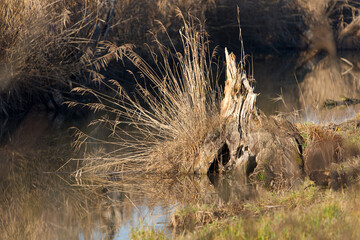 Scenic landscape with pond and reed at Neeracherried nature reserve on a sunny autumn day. Photo taken December 20th, 2025, Neeracherried, Switzerland.