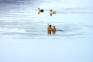 Scenic landscape with pond and ducks at Neeracherried nature reserve on a sunny autumn day. Photo taken December 20th, 2025, Neeracherried, Switzerland.
