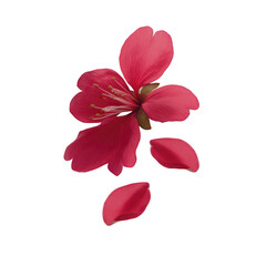 Red flower with delicate petals and visible stamens, accompanied by three fallen petals, isolated on transparent background, evokes sense of beauty and fragility