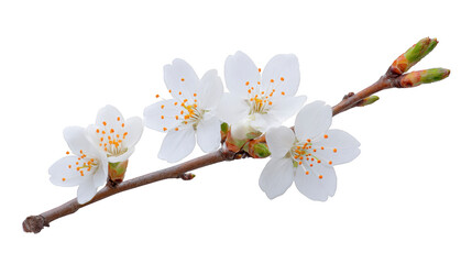 White cherry blossom branch with delicate petals and yellow stamens, symbolizing spring, renewal, and beauty, isolated on transparency background, evoking peaceful mood