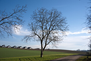 Rural landscape with agriculture field and single family detached homes in the background on a sunny autumn day. Photo taken December 20th, 2025, Oberh&ouml;ri, Canton of Zurich, Switzerland.